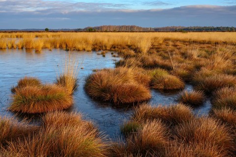 Wide, wintry Goldenstedt moor with pipe grass in the evening light, Goldenstedt, Lower Saxony,
