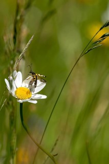 Flowering daisy (Leucanthemum) with longhorn beetle, spotted longhorn beetle (Rutpela maculata) in