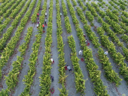 Vintage at the vineyard of the Bodega González Byass near the town of Jerez de la Frontera. Aerial