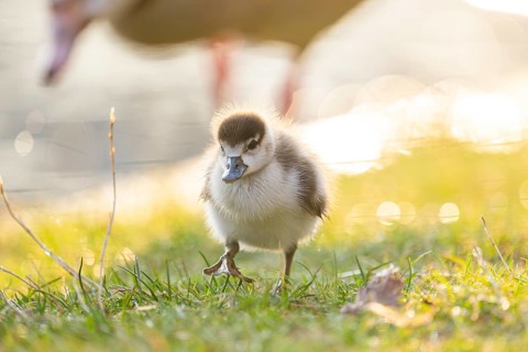Egyptian goose (Alopochen aegyptiaca) cute chick on a meadow at the shore of a lake, Bavaria,