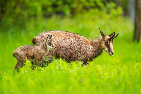 Chamois (Rupicapra rupicapra) Mother (doe) with her youngster (fawn) on a meadow, Austria