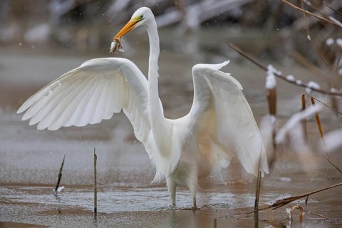 Great White Egret (Egretta alba) Germany