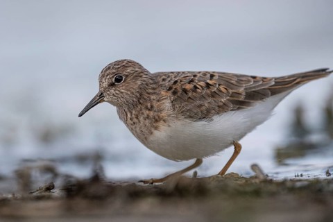 Temminck's Stint (Calidris temminckii) foraging, Schleswig-Holstein, Germany