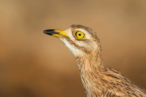 Eurasian Stone-curlew (Burhinus oedicnemus), Negev, Israel