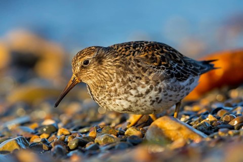 Purple Sandpiper, (Calidris maritima), Animals, Birds, Waders, Varanger, Finnmark, Norway
