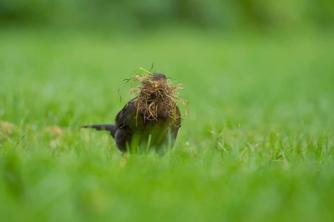 European blackbird (Turdus merula) adult female bird collecting nesting material from a garden
