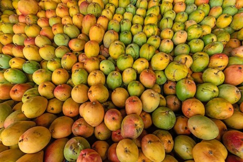 Large quantity of ripe mangoes (Mangifera indica), presumably Tommy Atkins or Kent variety, after