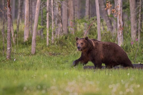 Eurasian Brown Bear (Ursus arctos), Kuhmo, Finland