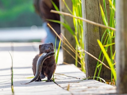 A mink with prey fish in its mouth