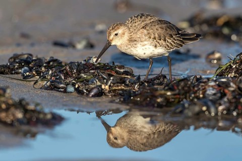 Dunlin (Calidris alpina) foraging on shoreline, Mecklenburg-Western Pomerania, Germany