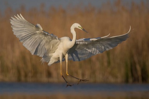 Great Egret (Ardea alba) landing, Subotica, Serbia
