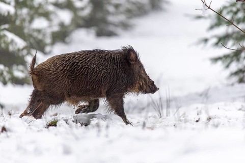 Wild boar (Sus scrofa) in the snow, Melle, Lower Saxony, Germany