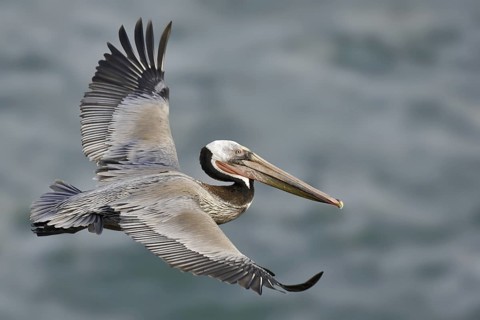 Brown Pelican (Pelecanus occidentalis), California, USA