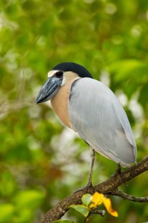 Boat-billed Heron Cochlearius cochlerius San Blas, Nayarit, Mexico 7 June Adult Ardeidae