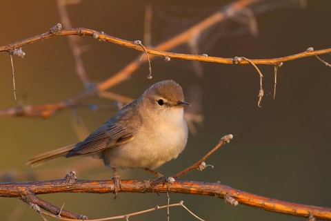 Syke's Warbler - Steppenspötter - Iduna rama, Kazakhstan