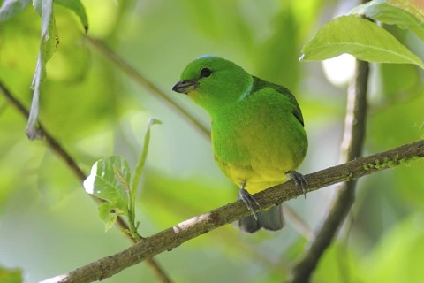 Blue-crowned Chlorophonia (Chlorophonia occipitalis), Guatemala