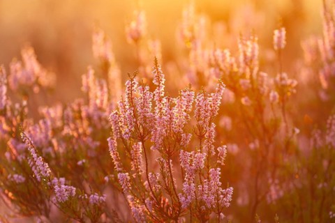 Bell heather (Erica tetralix) in the Lüneburg Heath in the yellow-red morning light at sunrise