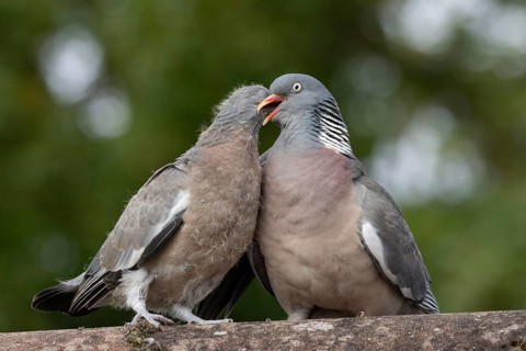 Wood pigeon (Columba palumbus) adult parent garden bird feeding a juvenile baby squab bird on an