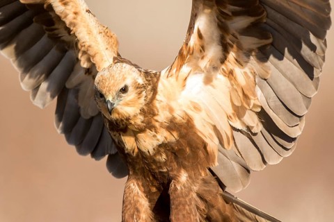 Western Marsh Harrier (Circus aeruginosus) female, Castile-La Mancha, Spain