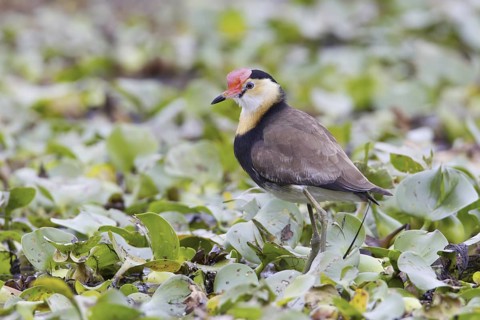 Comb-crested Jacana (Irediparra gallinacea), Queensland, Australia