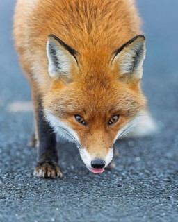 Red fox (Vulpes vulpes), hunting, winter fur, fallen game, looking for food on the road, portrait