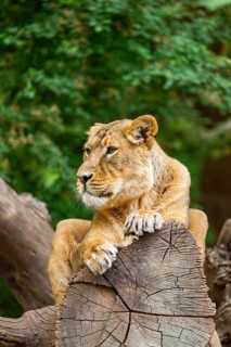 Asiatic lion (Panthera leo persica) female lying on a tree trunk, captive, Germany