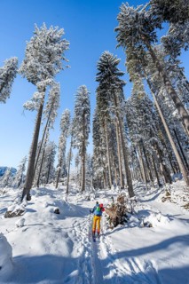 Ski tourer in a snowy winter forest, ascent to the Teufelstättkopf, snowy mountain landscape,