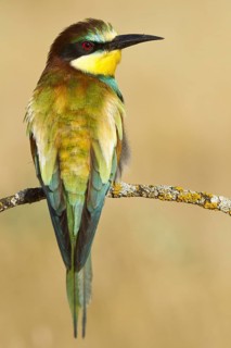 European Bee-eater (Merops apiaster), Castile, Spain