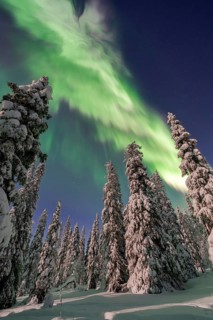 Northern lights, Aurora borealis over snow covered spruce trees on the taiga in winter at night,