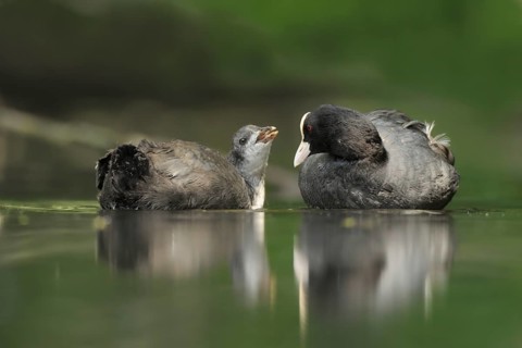 Eurasian Coot (Fulica atra) juvenile, Netherlands