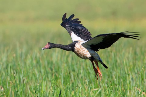 Magpie Goose (Anseranas semipalmata) flying, Queensland, Australia