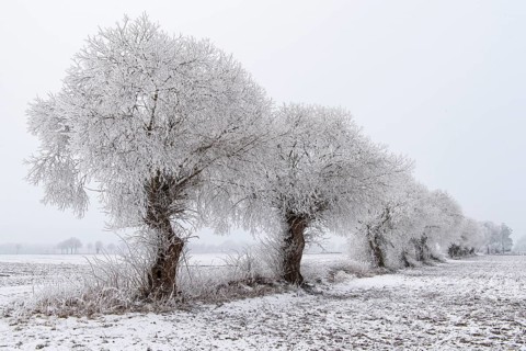 Willows in snow, winter, Vechta, Lower Saxony, Germany