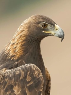 Golden Eagle (Aquila chrysaetos), California, USA
