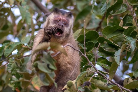 Capuchin monkey (Cebinae), South Africa