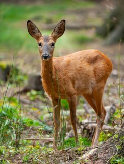 Roe deer (Capreolus capreolus) with summer coat standing in the forest, Saxony, Germany