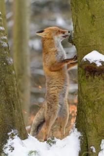 Red fox (Vulpes vulpes), standing on its hind legs, leaning against a tree, surrounded by a snowy