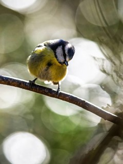 Blue Tit, Cyanistes Caeruleus