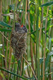Common Cuckoo & Eurasian Reed Warbler (Cuculus canorus & Acrocephalus scirpaceus) Eurasian Reed