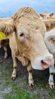 Brown cow (bos taurus) with ear tag on green ground, Franconian Forest nature park Park
