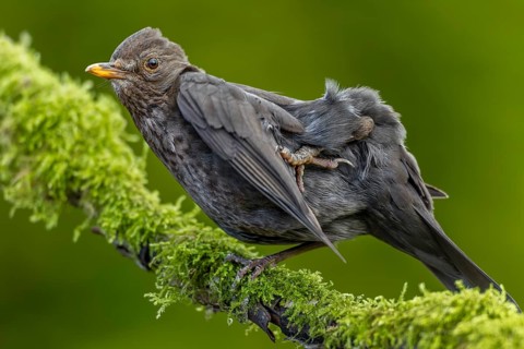 A female blackbird (Turdus merula) grooming her feathers, grooming, garden bird, June, Germany