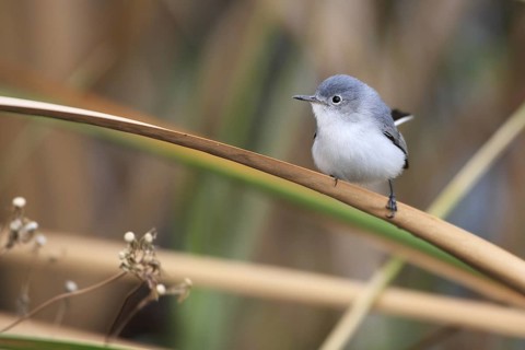 Blue-grey Gnatcatcher (Polioptila caerulea), Florida, USA