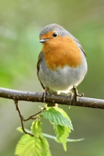 European Robin (Erithacus rubecula) perched on a branch, North Rhine-Westphalia, Germany