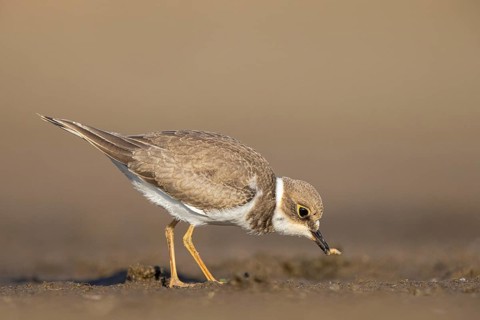 Little Ringed Plover (Charadrius dubius) juvenile foraging, North Rhine-Westphalia, Germany