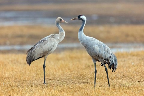 Crane, Grus grus, animals, birds, Vorpommersche Boddenlandschaft, Mecklenburg-Vorpommern, Federal