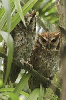 Tropical Screech Owl (Megascops choliba), Ecuador
