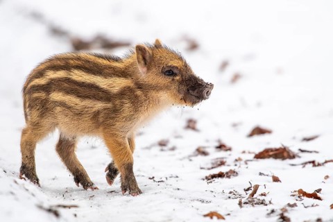 Wild boar (Sus scrofa) in the snow, fresh boar, Melle, Lower Saxony, Germany