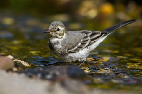 Bachstelze - Jungvogel an der Badestelle
