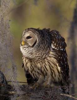 Barred Owl (Strix varia), Florida, USA