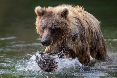 Grizzly Bear (Ursus arctos horribilis) hunting Pacific Salmon, British Columbia, Canada