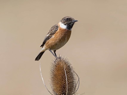 European Stonechat (Saxicola rubicola) male, United Kingdom